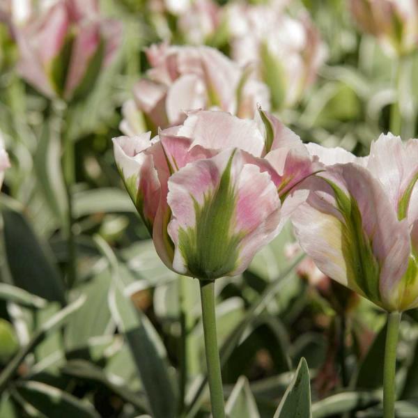 Bulbes à fleurs à planter à l'automne - Tulipe Viridiflora China Town (x8) - face recto